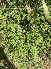 Euphorbia striata