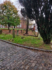 Sciurus carolinensis