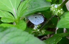 Neopithecops zalmora