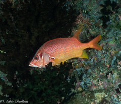 Sargocentron spiniferum