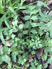 Nemophila phacelioides