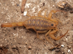 Centruroides exilicauda