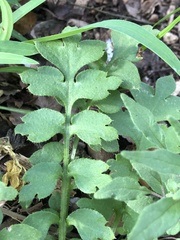Nemophila phacelioides