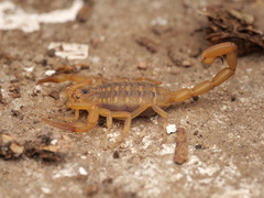 Centruroides exilicauda