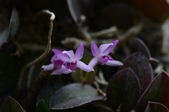 Meiracyllium trinasutum