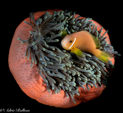 Amphiprion nigripes