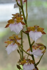 Rhynchostele bictoniensis