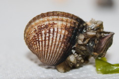Cerastoderma edule
