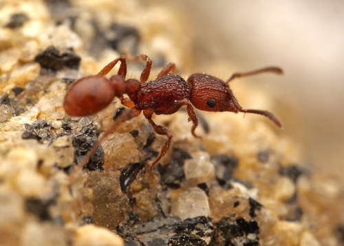 Tetramorium spinosum