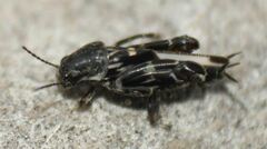 Ellipes minuta