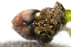 Cerastoderma edule