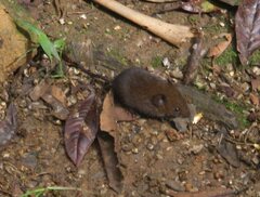 Melanomys caliginosus