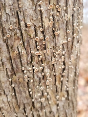 Aleurodiscus oakesii