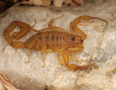 Centruroides exilicauda