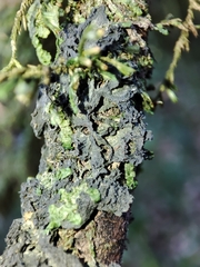 Leptogium brebissonii