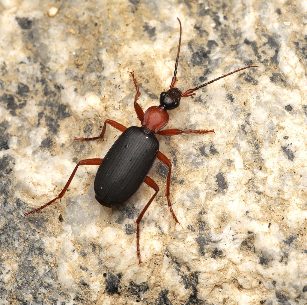 Galerita lecontei