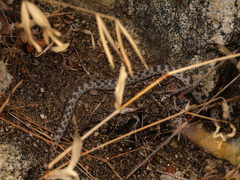 Hypsiglena ochrorhynchus