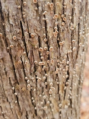 Aleurodiscus oakesii