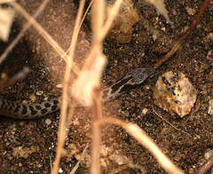 Hypsiglena ochrorhynchus