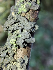 Leptogium brebissonii