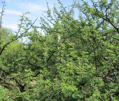 Vachellia tortilis