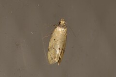 Atalopsis heniocha