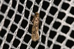 Praeacedes atomosella