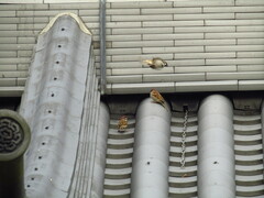 Passer montanus saturatus