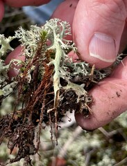 Cladonia leporina