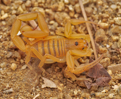 Centruroides exilicauda