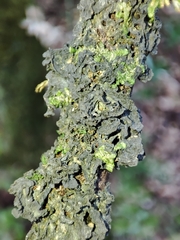 Leptogium brebissonii