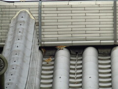 Passer montanus saturatus