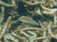 Halichoeres hilomeni