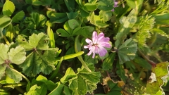 Trifolium resupinatum