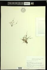 Cyperus subsquarrosus