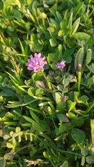Trifolium resupinatum