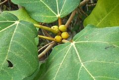 Ficus fulva