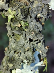 Leptogium brebissonii