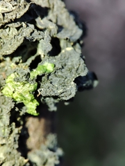 Leptogium brebissonii