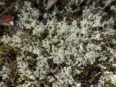 Cladonia caroliniana