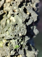 Leptogium brebissonii