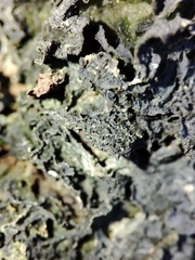 Leptogium brebissonii