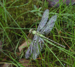 Ophiogomphus obscurus