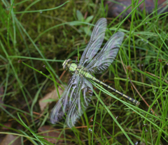Ophiogomphus obscurus