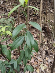Cinnamomum cassia