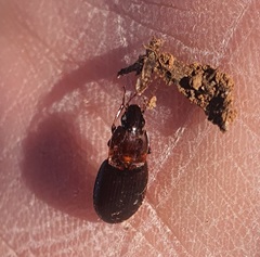 Calathus melanocephalus