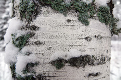 Dothideomycetes