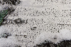 Dothideomycetes