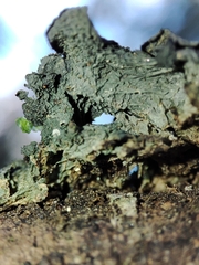 Leptogium brebissonii