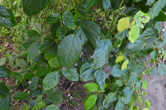 Mucuna gigantea